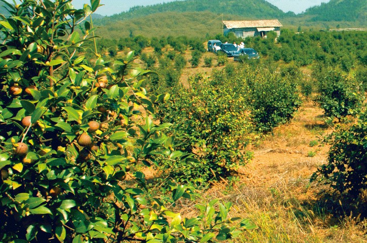 50万亩生态茶油园基地.jpg